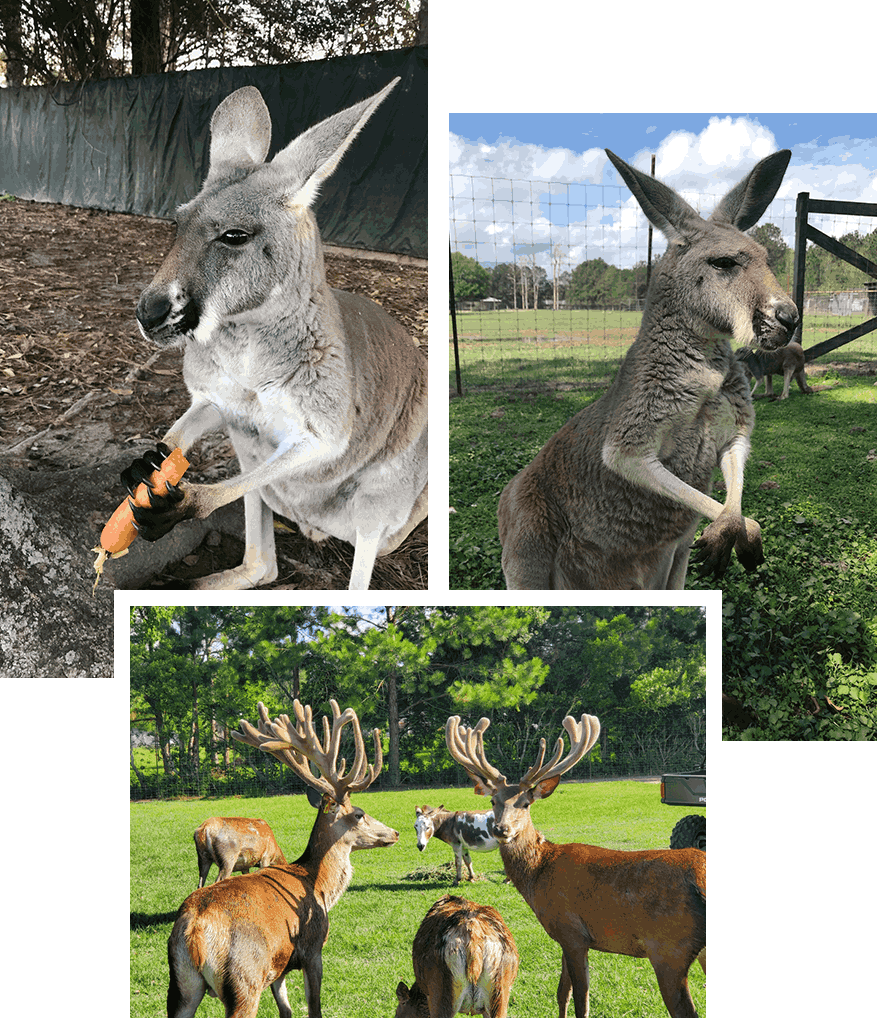 Deer Park Exotics